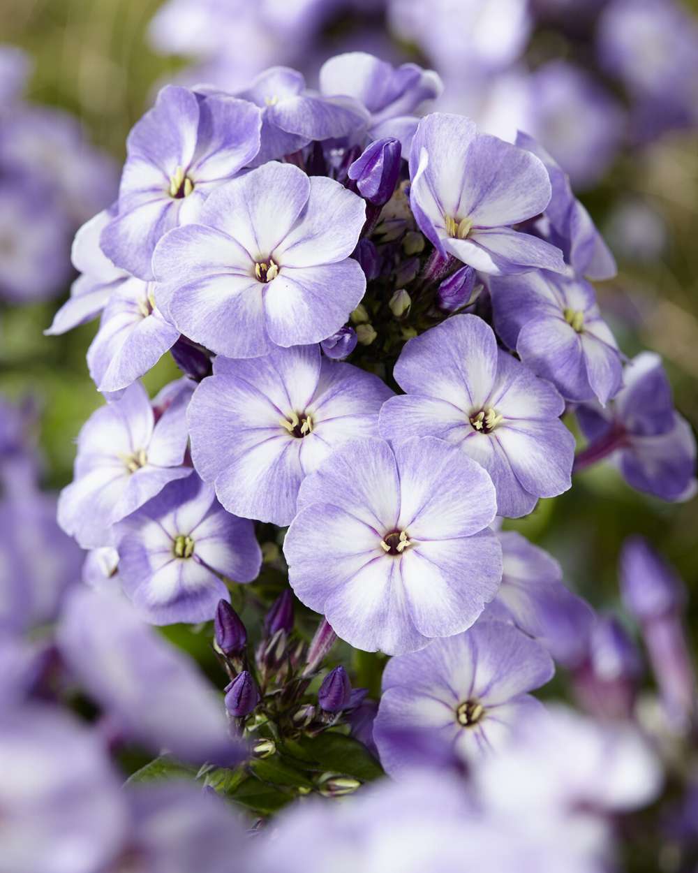 Høstfloks 'Younique Old Blue'